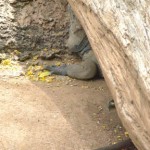 biglizard